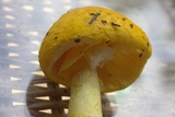 Amanita flavorubens image