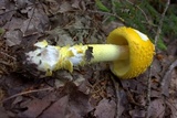 Amanita flavorubens image