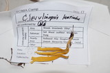 Clavulinopsis laeticolor image