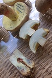 Caloboletus inedulis image