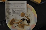 Clitocybe fragrans image