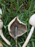 Leucocoprinus cepistipes image