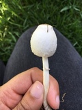 Leucocoprinus cepistipes image
