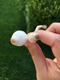Leucocoprinus cepistipes image
