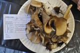 Clitocybe ditopa image