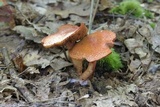 Cortinarius bolaris image