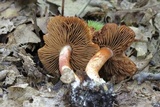 Cortinarius bolaris image