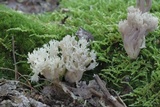 Clavulina coralloides image