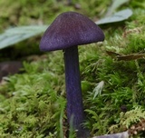 Entoloma pigmentosipes image