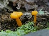 Cantharellus minor image