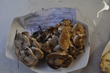 Clitocybe sclerotoidea image
