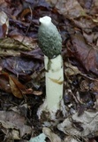 Phallus ravenelii image