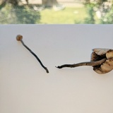 Panaeolus cinctulus image
