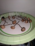 Panaeolus cinctulus image