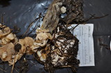 Clitocybe sclerotoidea image