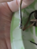 Panaeolus cinctulus image