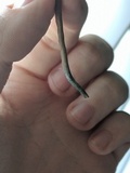 Panaeolus cinctulus image