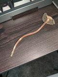 Panaeolus cinctulus image