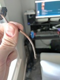 Panaeolus cinctulus image