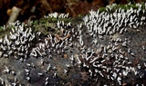 Arcyria cinerea image