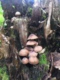 Mycena algeriensis image