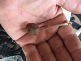 Mycena algeriensis image