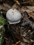 Cortinarius alboviolaceus image