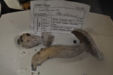 Cortinarius alboviolaceus image