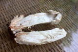 Hypomyces hyalinus image