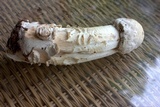 Hypomyces hyalinus image