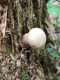 Tylopilus felleus image