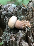 Tylopilus felleus image