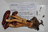 Cortinarius smithii image