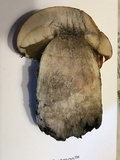 Leccinum vulpinum image