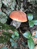 Leccinum vulpinum image