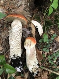 Leccinum vulpinum image