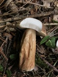 Tylopilus felleus image