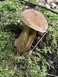 Tylopilus felleus image