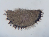 Peziza echinulata image