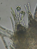 Peziza echinulata image