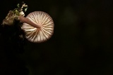 Mycena nebula image