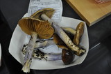Cortinarius vanduzerensis image