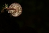 Mycena nebula image