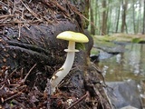 Amanita elongata image