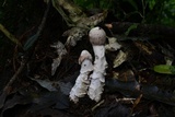 Hypomyces hyalinus image
