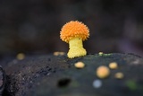 Cyptotrama chrysopepla image