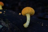 Cyptotrama chrysopepla image