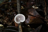 Melanotus horizontalis image