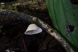 Melanotus horizontalis image
