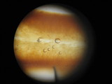 Limacella illinita image